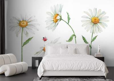 white daisy flowers watercolor illustration on white background, closeup Wall mural