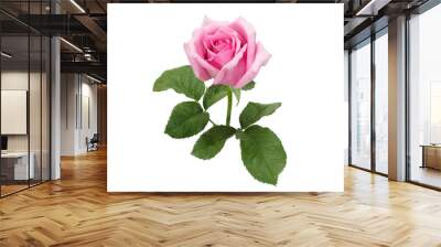 Beautiful pink rose and leaves isolated on white background Wall mural