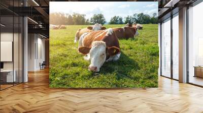 Brown cows on the green field in Bayern Wall mural