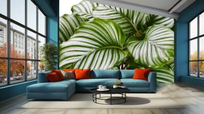 Calathea Orbifolia plant Wall mural