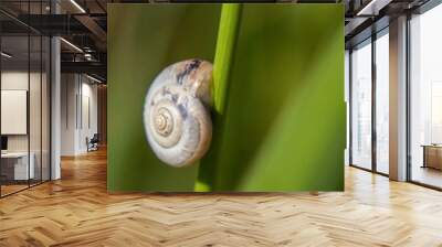 snail on leaf Wall mural