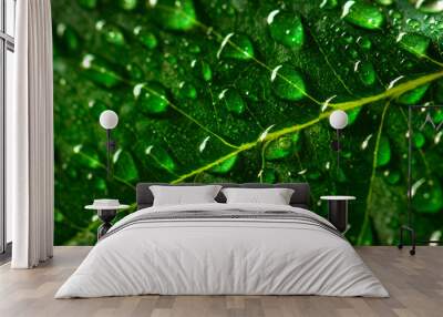 Green Lush Growth Growing Leaf with Fresh Water Drops Wall mural