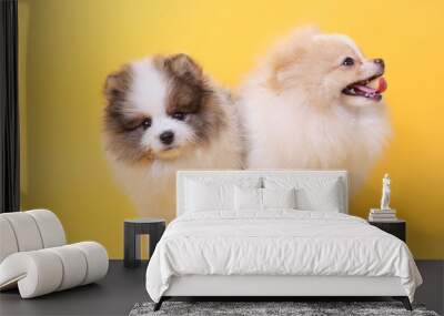 Spitz puppies Wall mural