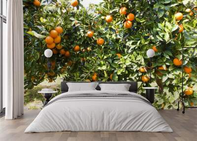 Orange tree Wall mural