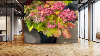 Beautiful blooming pink dried Hydrangea flowers with yellow pink leaves in decorative grey flower pot in balcony terrace garden in autumn winter time Wall mural