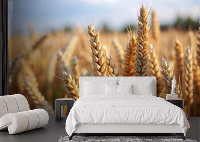 Close-up of ripe wheat ears in a field, wheat, harvest, ripe, agriculture, grain, landscape, farm, rural, close-up, field Wall mural