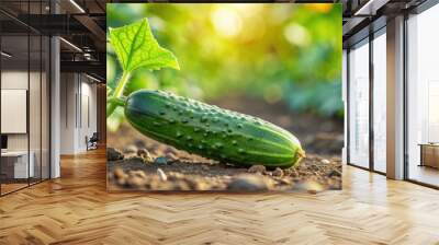 Fresh green cucumber growing in a vegetable field, cucumber, green, fresh, vegetable, agriculture, farming, organic, healthy, food Wall mural