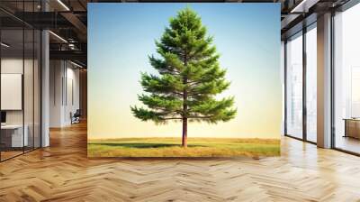 Single isolated pine tree on background, pine tree, isolated,background, green, nature, forest, design element Wall mural