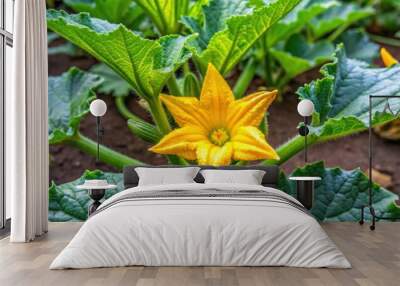 Yellow flower and green leaves of a zucchini plant in the vegetable garden, zucchini, plant, flower, yellow, green, leaves Wall mural