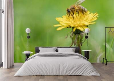 A bee pollinating a dandelion flower. Wall mural