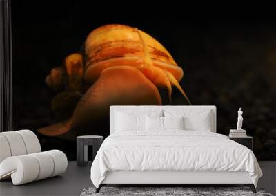 Aquarium snail with a dirty yellow shell. Wall mural