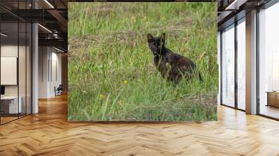 Black cat outside in the meadow. Wall mural