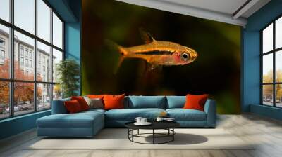 Boraras brigittae - A small nano fish in an aquarium. Wall mural