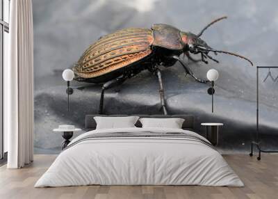 Carabus - beetle on black foil. Wall mural