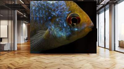 Cichlid fish with a blue shiny color. Wall mural