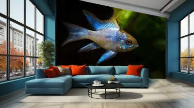 Cichlid fish with a blue shiny color. Wall mural