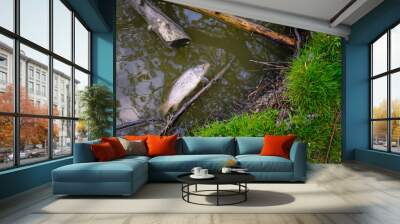 Dead carp on the surface of the lake. Wall mural