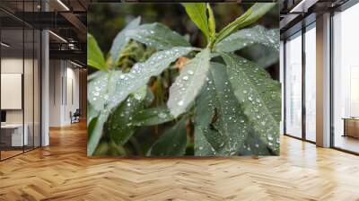 Drops of water on oleander leaves. Wall mural