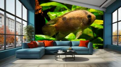 Freshwater akara brown fish in detail. Wall mural