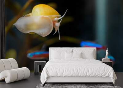 Lemon snail crawling on the aquarium glass and neon fish. Wall mural