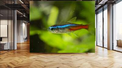 Neon tetra in aquarium plant in the background. Wall mural