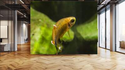 Tetra aquarium fish with white ends of the fins. Wall mural