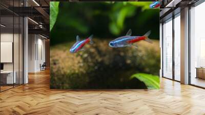 Tetra neon aquarium fish. Wall mural