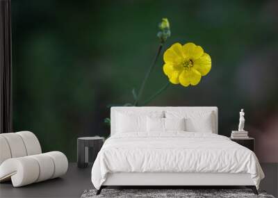 Yellow buttercup flower in detail. Wall mural