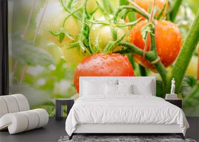 Fresh, ripe organic tomatoes on a branch in a vegetable garden after the rain, toned image Wall mural