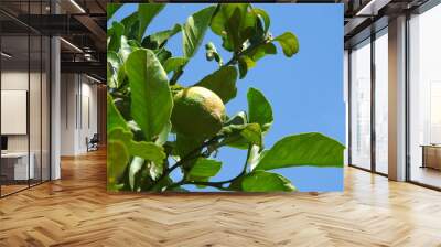 tree lemon on a blue summer sky Wall mural