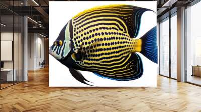 Multibarred angelfish isolated in white background. Wall mural