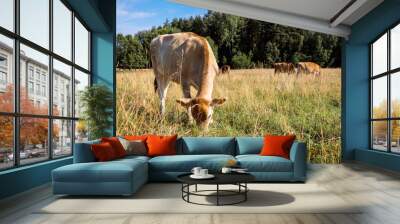 Brown cows graze on green meadow near forest on summer day, close-up Wall mural