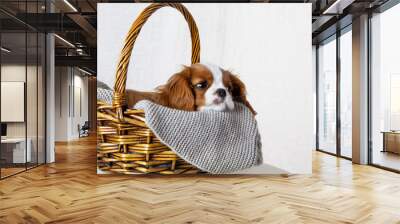 Cute puppy sitting in basket on white background. Dog purebred Cavalier King Charles Spaniel, close-up Wall mural