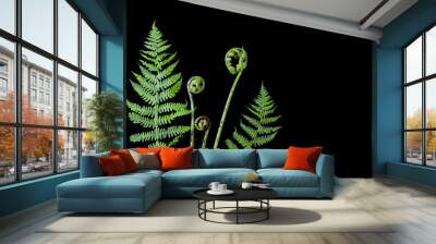 Fresh green young shoots stems spiral of fern leaves on black background Wall mural