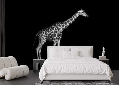 Giraffe is isolated on black background, closeup Wall mural