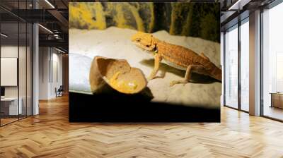 Red bearded Agama iguana eating fresh fruits and carrots in terrarium. Pogona is genus of reptiles. Cute amazing animal from Australia. Content of exotic lizard at home. Wall mural