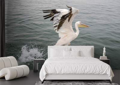 A great white pelican starting the flight  in Walvis Bay, Namibia. Wall mural