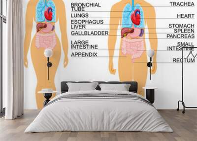 Anatomy of human body Wall mural