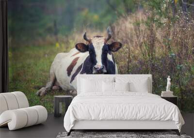 Cow resting on the alpine meadow, natural outdoor animal background, Carpathian mountains Wall mural