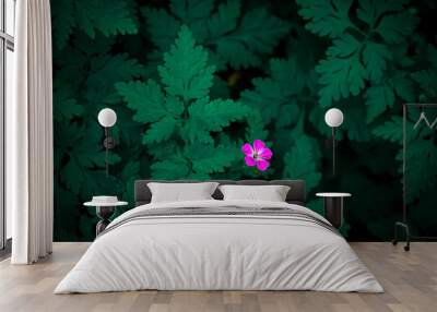 Dark green plant texture. Dense juicy foliage and one small bright purple flower of Geranium robertianum for a beautiful desig. View from above Wall mural