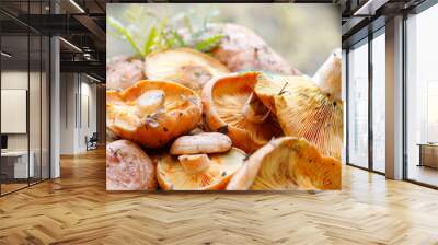 fresh-cut red gourmet mushrooms Lactarius Delicious with a blade of grass just from the forest Wall mural