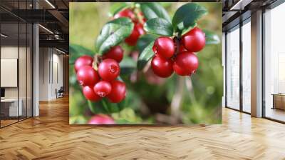 Berries of the forest lingonberry (cowberry, cranberry, red bilberry) closeup Wall mural