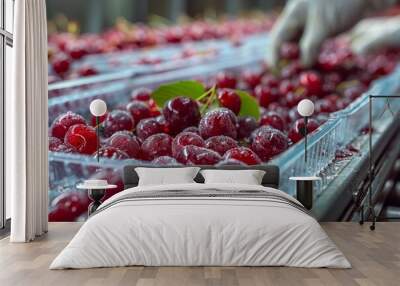 Close-up of hands in protective gloves placing wet, shiny cherries into a plastic box during the food packaging process Wall mural