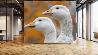 detailed close-up photo showcasing two geese, focusing on their textured feathers and bright beaks Wall mural