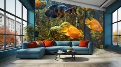 Fish swim in the aquarium Wall mural