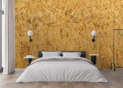 Wheat field in summer day, natural light. Wall mural