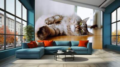 gray fluffy long-haired domestic cat with green eyes lies on parquet floor of apartment, resting lazily Wall mural