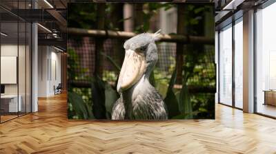 Beautiful shoebill posing for the picture. The bird has such a large beak and almost looks to be smiling. The gray feathers look a little ruffled and the yellow eyes makes him look mischievous. Wall mural