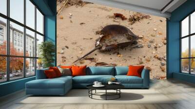 This horseshoe crab shell lay on its back in the brown grains of sand. The needle like piece and the jagged edges make this organism to look prehistoric. Pebbles and beach debris lay all around. Wall mural