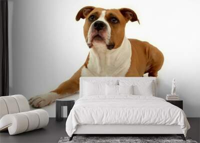 dog on white Wall mural